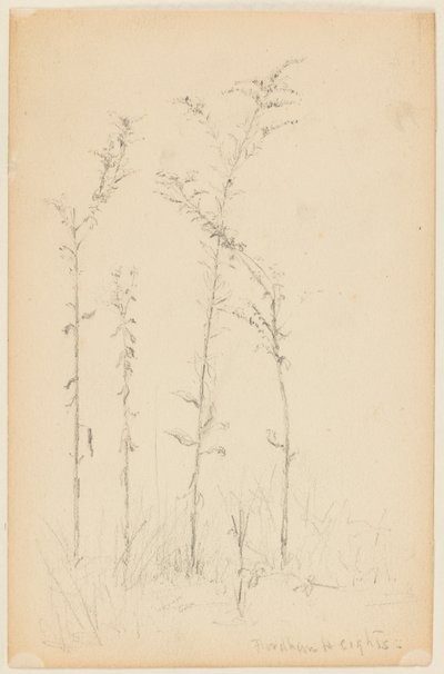 Estudio de plantas silvestres, Fordham Heights de Walter Clark