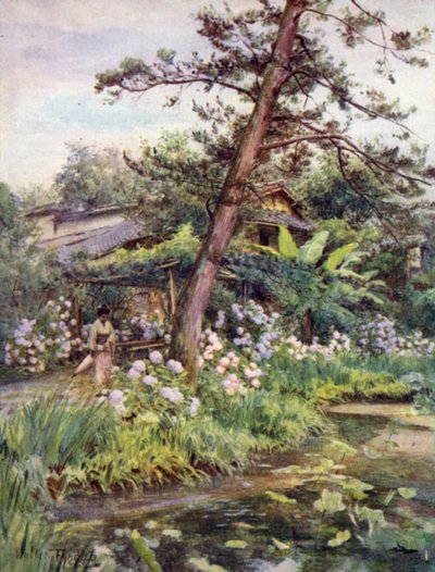 Hortensias en el jardín de té en Nichi Otani, Kioto de Walter Frederick Roofe Tyndale