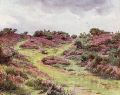 El Nuevo Bosque: Brezo de campana en Setley Plain de Walter Frederick Roofe Tyndale