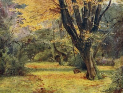 El Nuevo Bosque: Arces, cerca de Queen