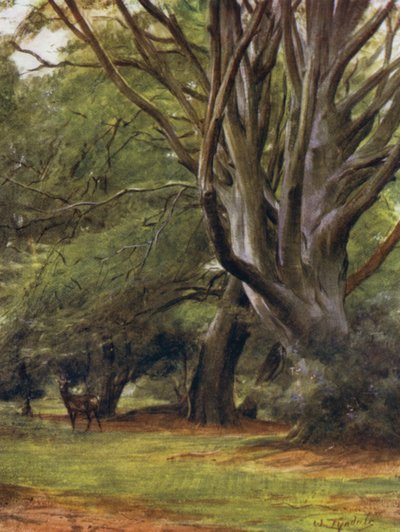 El Nuevo Bosque: Bosques de Penerley de Walter Frederick Roofe Tyndale