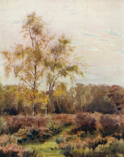 El Nuevo Bosque: Rushpole Common, cerca del hipódromo de Lyndhurst de Walter Frederick Roofe Tyndale