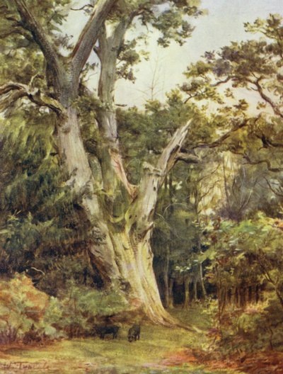 El Nuevo Bosque: El Rey en Boldrewood de Walter Frederick Roofe Tyndale