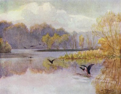 El Nuevo Bosque: La piscina en Minstead Mill de Walter Frederick Roofe Tyndale