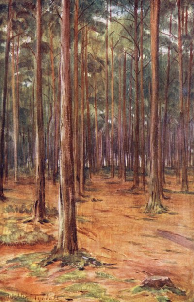 Wessex: Pinares cerca de Bournemouth (litografía en color) de Walter Frederick Roofe Tyndale