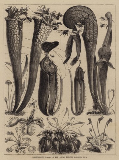 Plantas Carnívoras en los Jardines Botánicos Reales, Kew de Walter Granville Smith