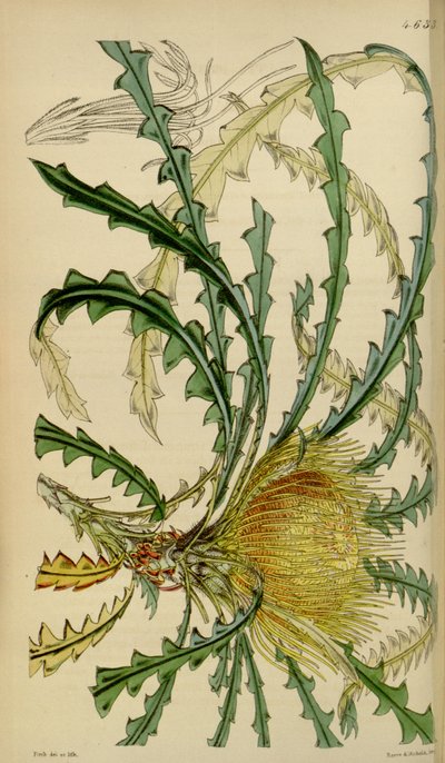 Revista Botánica de Curtis - Lámina 4633 - Dryandra nobilis de Walter Hood Fitch