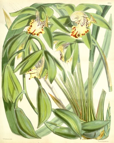 Cymbidium hookerianum de Walter Hood Fitch
