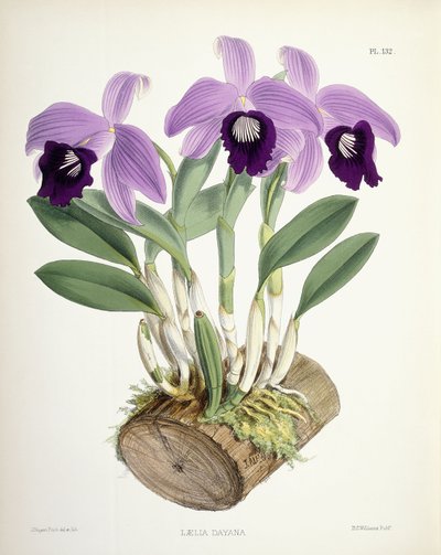 Laelia Dayana, c.1882-1897 de Walter Hood Fitch