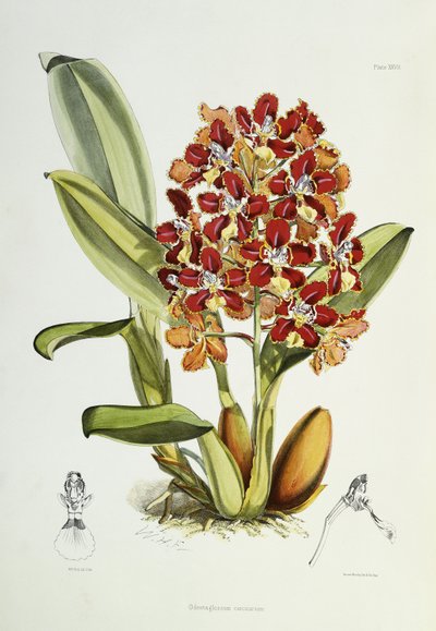 Odontoglossum coronarium, 1864-1874 de Walter Hood Fitch