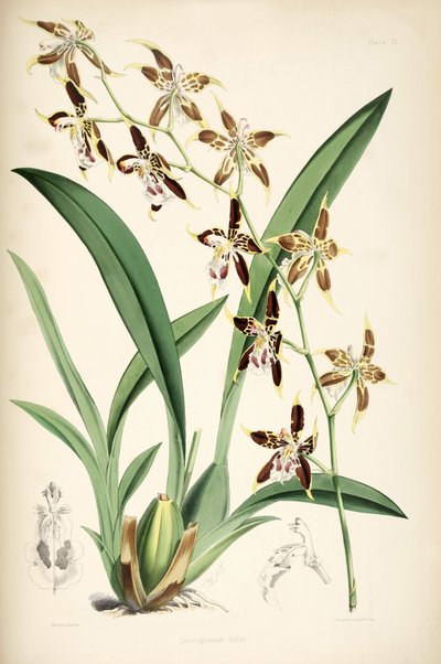 Odontoglossum hallii de Walter Hood Fitch