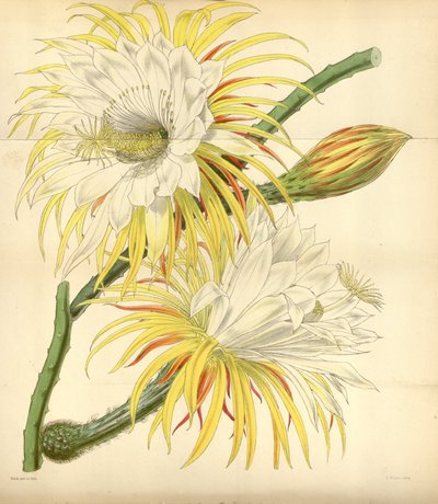 Selenicereus macdonaldiae de Walter Hood Fitch