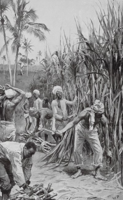 Coolies de Trinidad trabajando en un cañaveral (litografía) de Walter Paget