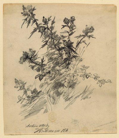 Estudio de la Naturaleza de Walter Shirlaw
