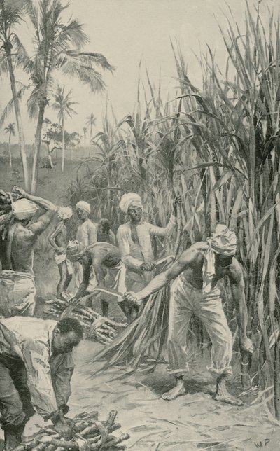 Trabajadores coolies en un campo de caña en Trinidad de Walter Stanley Paget