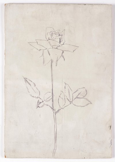 Rosa de Walther Gamerith