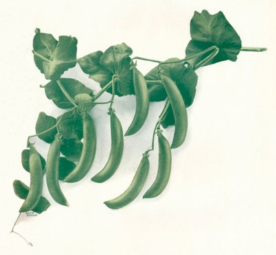 Guisantes verdes de WandG Baird Ltd