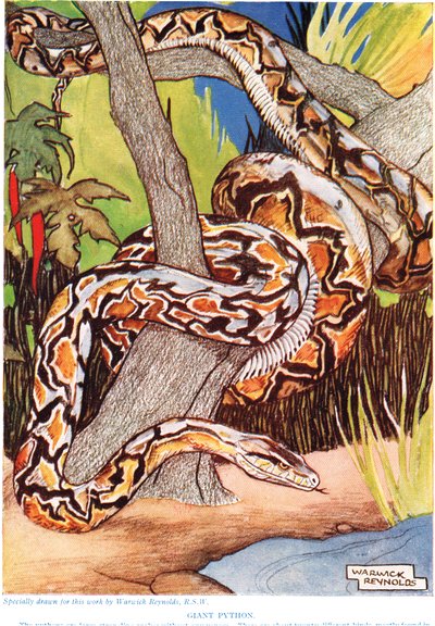 Pitón gigante, ilustración de 