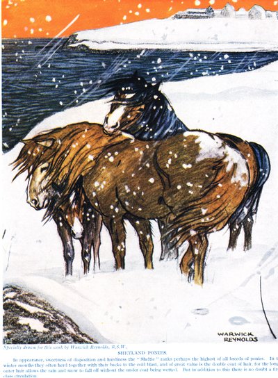 Ponis de Shetland, ilustración de 