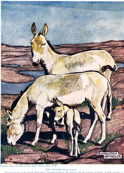 El Onagro, de 