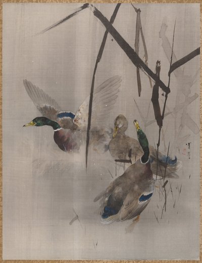 Patos en los juncos, ca. 1887 de Watanabe Seitei