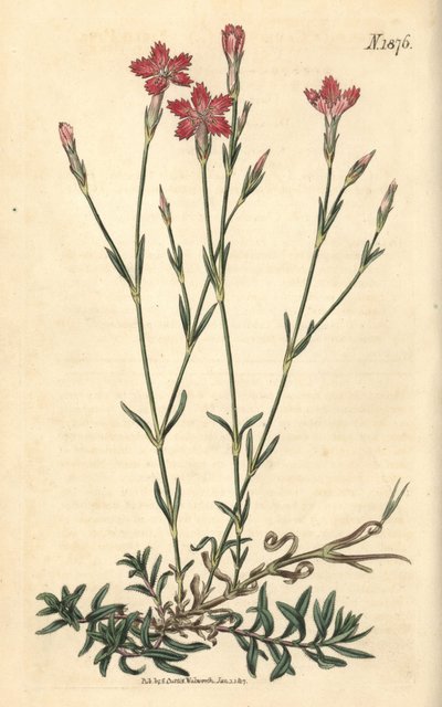 Clavel silvestre - Dianthus campestris. Grabado botánico coloreado a mano por Weddell, tomado de la revista Curtis