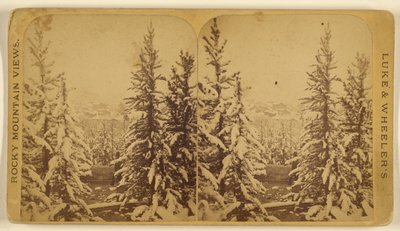 [Árboles con nieve, Leadville, Colorado] de Wellington O. Luke and Dansford Noble Wheeler