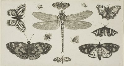 Una libélula, mariquitas y mariposas, de Diversae Insectorum...Figurae de Wenceslaus Hollar