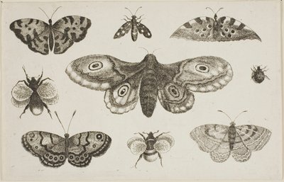 Una polilla, mariposas y abejas de Wenceslaus Hollar