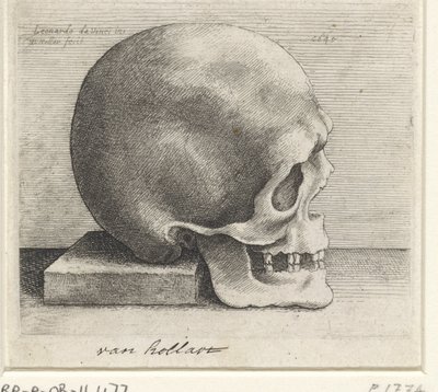 Estudio anatómico de un cráneo. de Wenceslaus Hollar