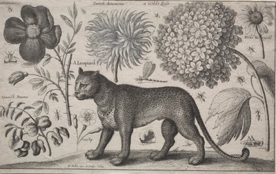 Animales y plantas: Leopardo con plantas e insectos de Wenceslaus Hollar