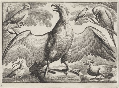 Águila Aves diferentes (título de la serie) de Wenceslaus Hollar