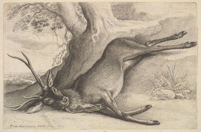 Ciervo muerto, 1646 de Wenceslaus Hollar