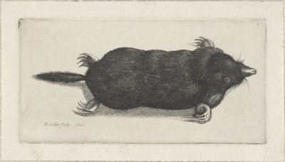 topo muerto de Wenceslaus Hollar