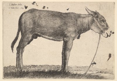 Burro de Wenceslaus Hollar