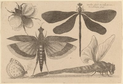 Libélulas, un abejorro y una mariposa de Wenceslaus Hollar