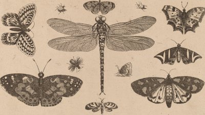 Libélula, mariquitas y mariposas de Wenceslaus Hollar