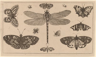 Libélula, mariquitas y mariposas de Wenceslaus Hollar