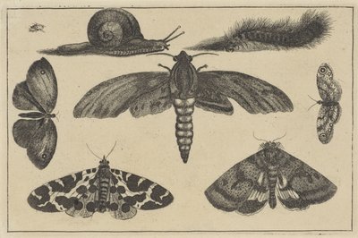 Tres polillas, mariposas, escarabajo, caracol y oruga Varios insectos (título de la serie) Diversae Insectorum (título de la serie) de Wenceslaus Hollar