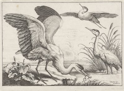 tres garzas Especies de Diversae avium (título de la serie) Aves diferentes (título de la serie) de Wenceslaus Hollar