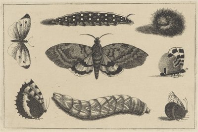 Tres orugas, una polilla y cuatro mariposas Varios insectos (título de la serie) Diversae Insectorum (título de la serie) de Wenceslaus Hollar