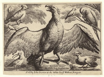 Águila y otros pájaros de Wenceslaus Hollar