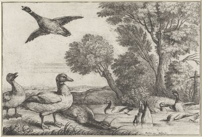 patos Especies de Diversae avium (título de la serie) Aves diferentes (título de la serie) de Wenceslaus Hollar
