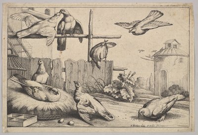 Ocho palomas de Wenceslaus Hollar