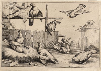 Ocho palomas de Wenceslaus Hollar