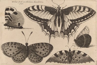 Cinco mariposas, 1646 de Wenceslaus Hollar