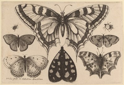 Cinco mariposas, una polilla, un escarabajo y una araña de Wenceslaus Hollar