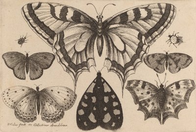 Cinco mariposas, una polilla y dos escarabajos, 1646 de Wenceslaus Hollar