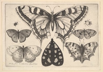 Cinco mariposas, una polilla y dos escarabajos, 1646 de Wenceslaus Hollar