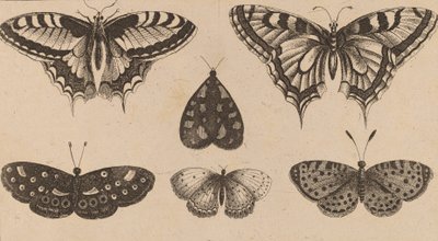 Cinco mariposas y una polilla. de Wenceslaus Hollar
